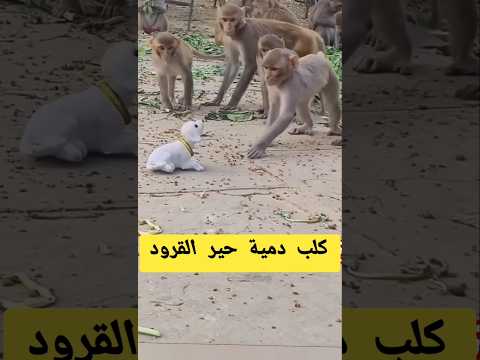 القرود و الدمية #مضحك#ابو يزن #ذئاب_الجبل #شاص