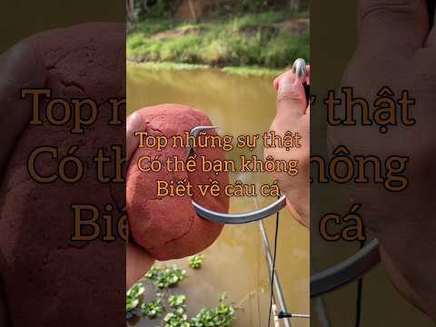 Top những sự thật có thể bạn chưa biết về câu cá ( phần 1 )