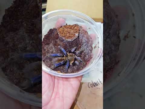 Unboxing Spiders From Around The World