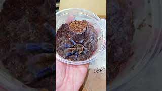 Unboxing Spiders From Around The World