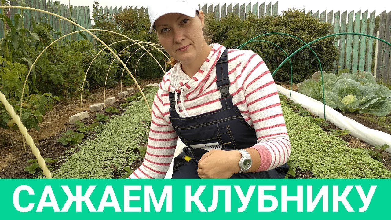 ТАКАЯ ПРОЖОРЛИВАЯ КЛУБНИКА. Не жалейте удобрения после плодоношения!