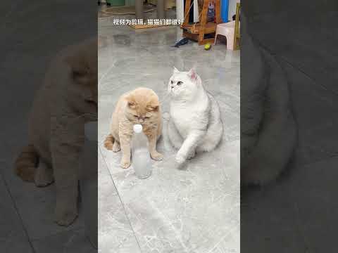【#乔巴日记】猫咪:菜就多练 #萌宠成精了 #猫咪的迷惑行为 #猫咪