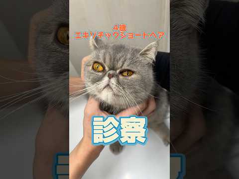 頻回嘔吐と下痢をする4歳のエキゾチックショートヘアが動物病院にやってきた！