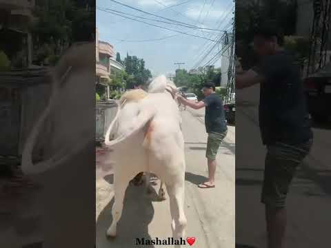 Mash Allah cow kitna pyra ha #cow bak #eiduladha2025 #bull #fyg #ytshorts #tarendeng #viralvideo