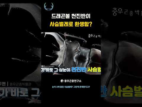 <strong>드래곤볼</strong>🐉 천진반이 사슴벌레로 환생함? #사슴벌레 #<strong>드래곤볼</strong> #기형