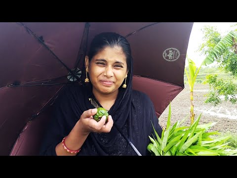 বাগানের শাক গুলো সুন্দর হয়েছে