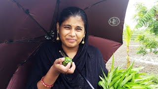 বাগানের শাক গুলো সুন্দর হয়েছে