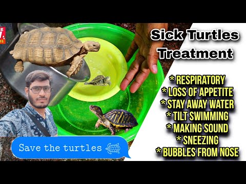 Turtles Respiratory Infection - Sick Turtles Treat Loss of Appetite , Stop Eating, Stay away from Water
Tilt Swimming, 🤧, Turtles Making sound for a