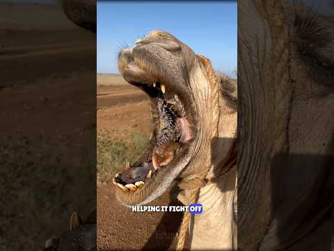 Why Feed Snake To Camel? #science #sciencefacts