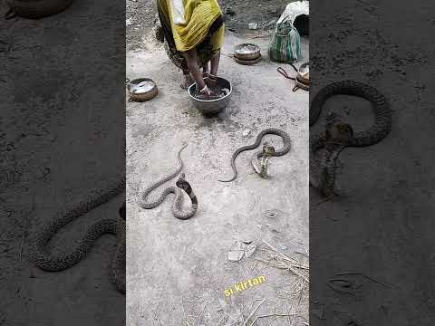 🐔💘😁🙉#short#shorts#snake#sisnake#sikirtan#shortsfeed#shortsvideo#sangeetdance#ashisdolai#djashisvlogs