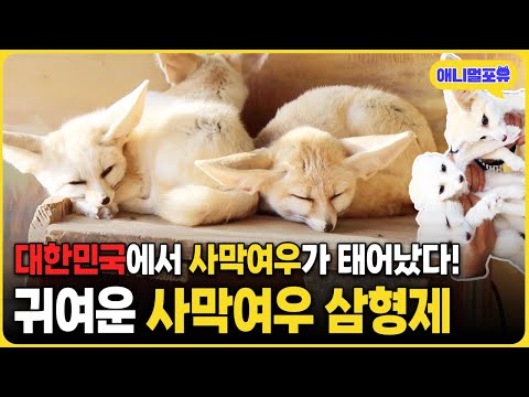 대한민국에서 '사막 여우'가 무려 '3마리'나 태어났다 I KBS 생생정보 250102 방송