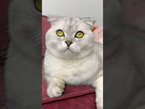 बिल्ली ने अपनी मालकिन को डराकर जगा दिया। 🐱😱 #youtubeshorts #viralshorts