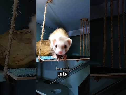 🐾💛 Chú Chồn Kéo Chủ Vào Để Giới Thiệu Những Đứa Con Mới Sinh ! #shorts