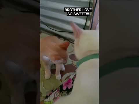 my two cats🤗#ytshorts #lovestatus