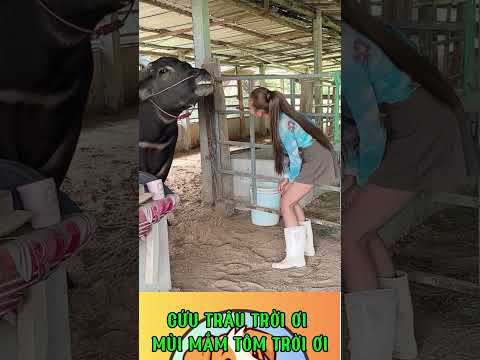 CỨU TRÂU TRỜI ƠI MÙI MẮM TÔM TRỜI ƠI
