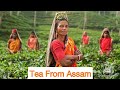 चाय की कहानी और इतिहास