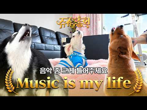 [쥬쥬총회] 제가 한곡 뽑아볼게요🎶#<strong>동물농장</strong> #동물농장모음집 #animalfarm