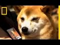 The Dog Whisperer Trivia