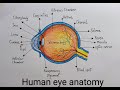 Musical Themes and Concepts Analysis