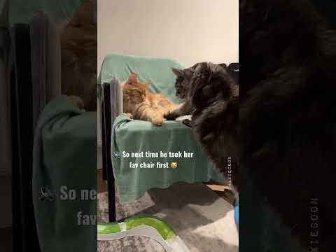 🔊Hissy Queen 🖤& Sassy King 🧡 Chair Drama 🙈#mainecoon #catlife #catsounds #funnycats #cutecats