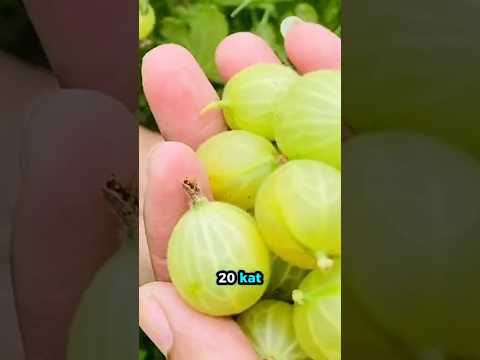 Dünyanın ŞAŞIRTAN MİNİ MEYVELERİ!