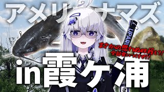 【霞ヶ浦】ウパルチャンネル史上最大サイズ？！思わぬ収穫から始まったアメリカナマズ釣りは必見ー！！【VEE/亞生うぱる】