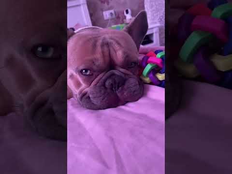 #bulldog #frenchie #tandemmtb #frenchbulldog #puppy #bulldogfrances #pets #frenchbulldoglife #funny