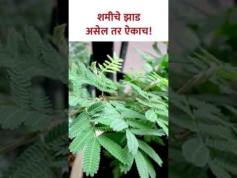 शमीचे झाड असेल तर ऐकाच! #shorts #shamiplantlabh #dhanpraptiupay #lokmatbhakti | KA5