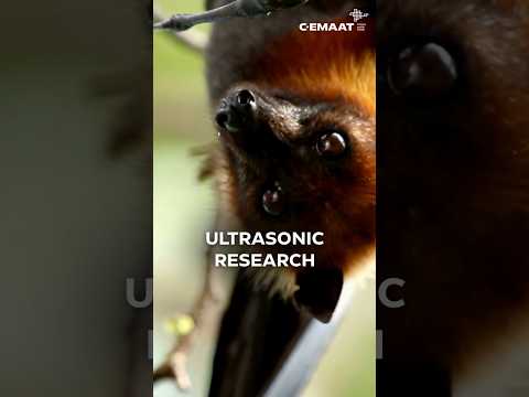 ULTRASONIC RESEARCH