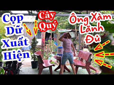 TXTV - Thánh Xàm Bị Đàn Em Đổ Tội Và Kết Quả Thánh Xàm Bị Bà Xàm Cho Ăn Gạch