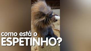 Como prometido, e a pedido de muitos de vocês, aí está o Espetinho.