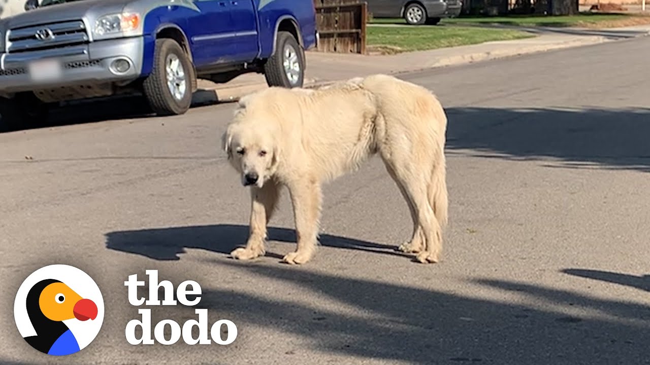 No One Could Catch this Giant Stray Great Pyrenees Until