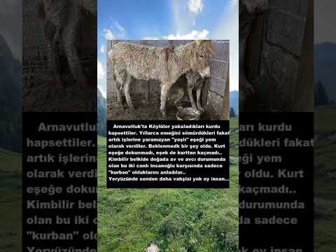 kurdu hapsettiler