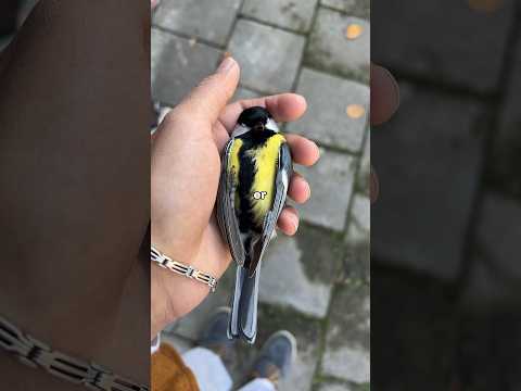 Ich habe einen Vogel gefunden!! 😨 #nahtoderfahrung