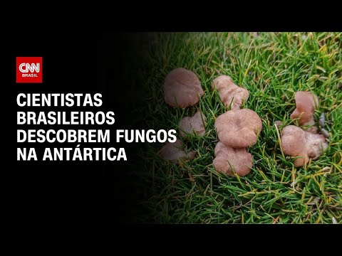 ​Cientistas brasileiros descobrem fungos na Antártica | CNN PRIME TIME