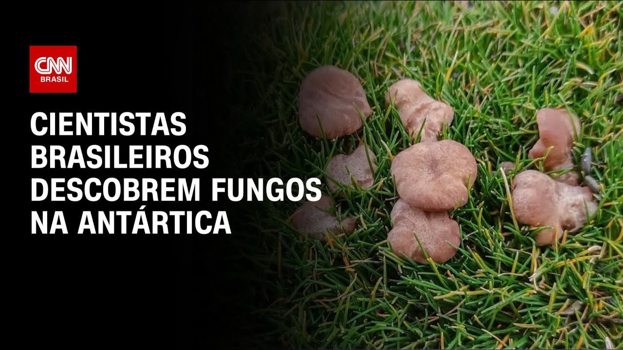 Cientistas brasileiros descobrem fungos na Antártica | CNN PRIME TIME