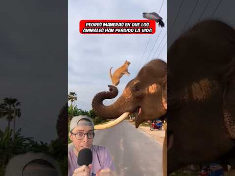 Peores Maneras En Que Los Animales Han Perdido La Vida ๐ต #shorts