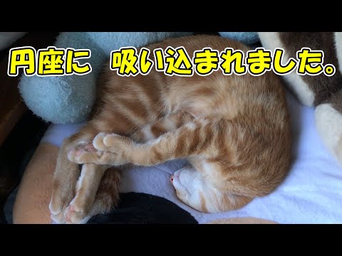 【面白い猫】どうしてそうなる！？穴に頭を突っ込んで爆睡する茶トラ猫【猫の壺】