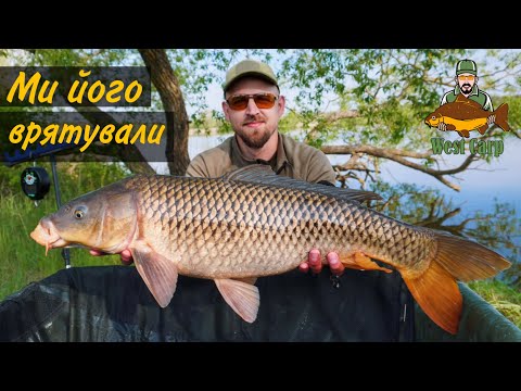 Carp fishing на мальовничій,дикій водоймі.Порятунок аборигена,кліщі наступають)))