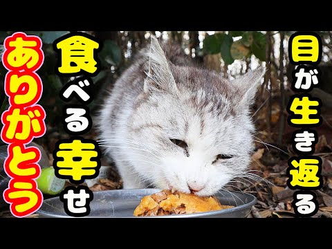 孤独でひっそりと生きる猫にご飯をあげると・・・ さくらねこへのエサやり 銀ちゃん