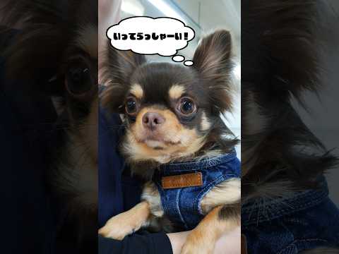 【 ドラマ 】 犬の幼稚園 行ってきまーす！〔 犬 ペット しつけ 〕