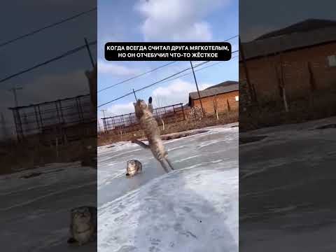 #cat #балансвселенной #изобилие #cute #обучениефинансам #прикол #силасознания #funny #дыхание