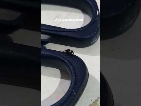 Daily life#insect#tiny spider#shortvideo