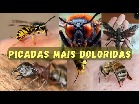 OS INSETOS COM AS PICADAS MAIS DOLORIDAS DO MUNDO! VESPAS, CAVALO-DO-CÃO, FORMIGAS-DE-FOGO E ABELHAS