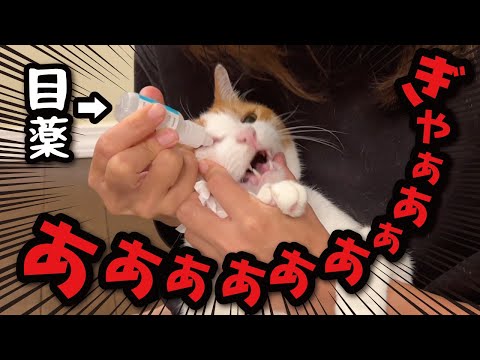猫の動画サムネイル - 【地獄】大嫌いな目薬をさせられた猫が大変なことになりました…【関西弁でしゃべる猫】【猫アテレコ】
