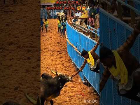 ಹೋರಿ ನಿಯತ್ತು 🥰😍❤️ #bulllovers #horihabba #jallikattu #horihabbada #jallikattubull #bull #cow #shorts