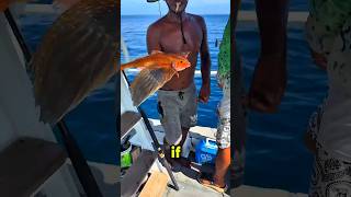 Wings don't mean it can fly 🐠🦅#shorts #fish