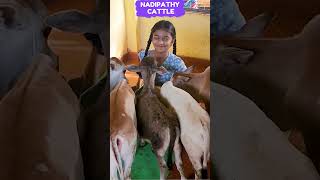 Nadipathy cattle #shorts #krishna #flute #cow #miniature #yt #viral #reel