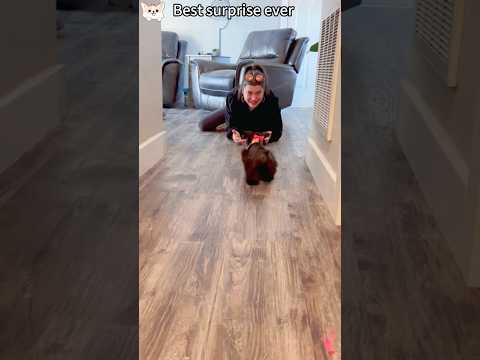 The best surprise #dog #pets #gift #funny #puppy