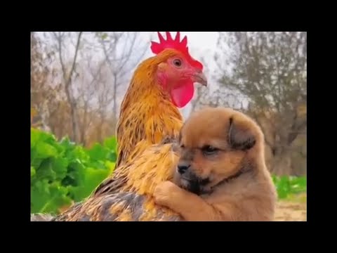 Funniest Animals Videos of the Week - Try Not To Laugh